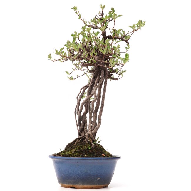 Osteomeles, 32 cm, ± 15 years old, with black berries