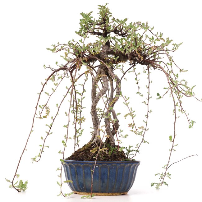 Osteomeles, 32 cm, ± 15 Jahre alt, mit schwarzen Beeren