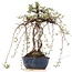 Osteomeles, 32 cm, ± 15 ans, aux baies noires