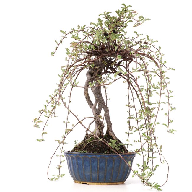 Osteomeles, 32 cm, ± 15 Jahre alt, mit schwarzen Beeren