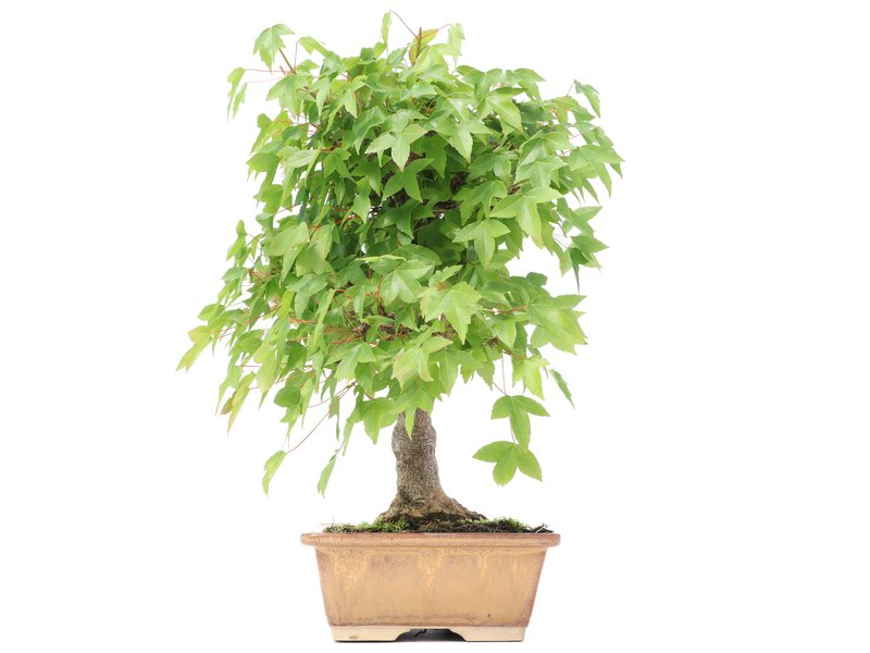 Acer buergerianum, 25 cm, ± 12 Jahre alt, mit einem schönen Nebari von 8 cm