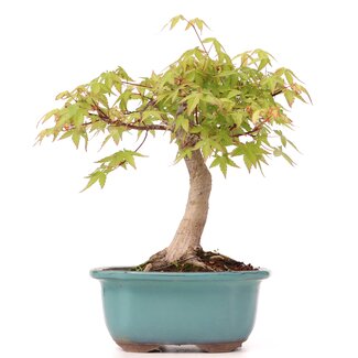 Acer palmatum, 24 cm, ± 12 años