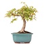 Acer palmatum, 24 cm, ± 12 jaar oud