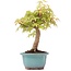 Acer palmatum, 24 cm, ± 12 Jahre alt