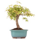 Acer palmatum, 24 cm, ± 12 jaar oud