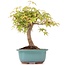 Acer palmatum, 24 cm, ± 12 jaar oud