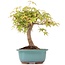 Acer palmatum, 24 cm, ± 12 Jahre alt