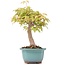 Acer palmatum, 24 cm, ± 12 years old