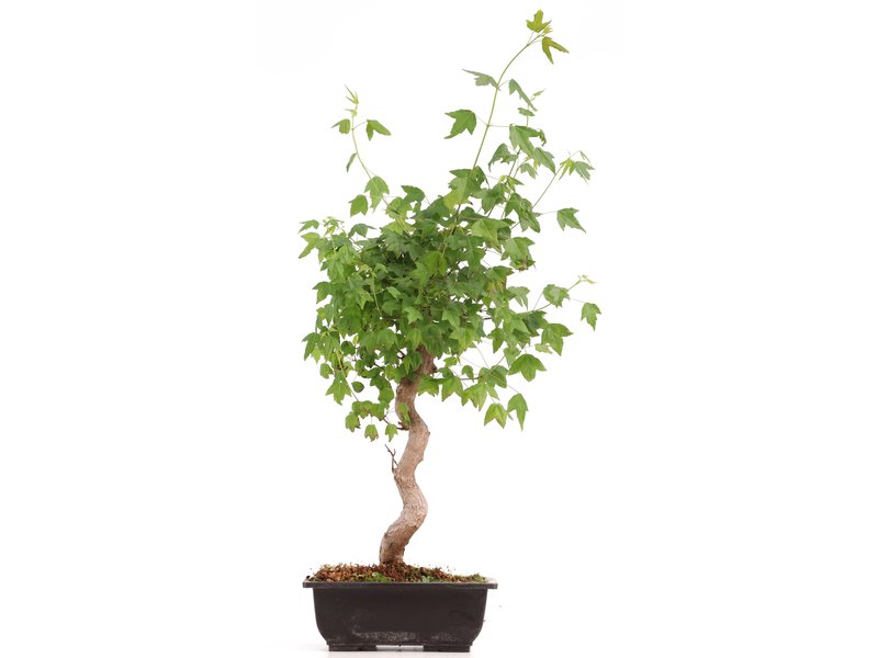 Acer buergerianum, 38 cm, ± 12 jaar oud