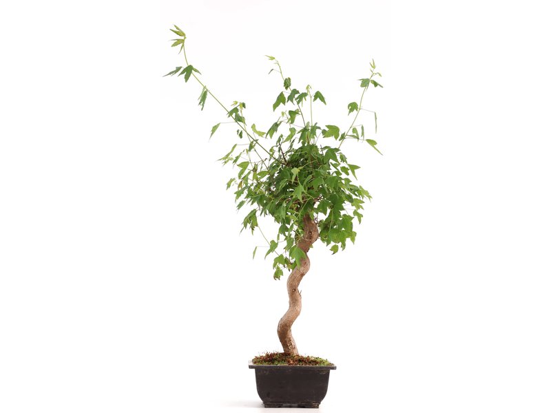 Acer buergerianum, 38 cm, ± 12 jaar oud