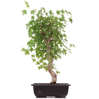 Acer buergerianum, 43 cm, ± 12 anni