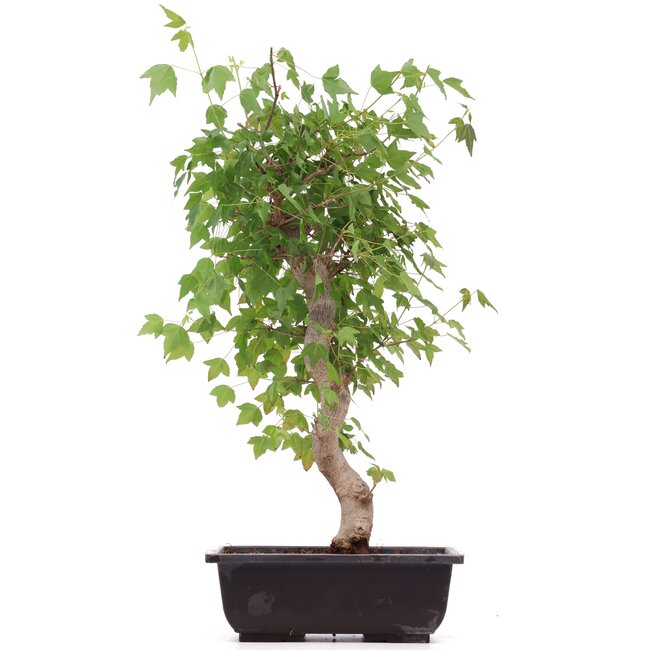 Acer buergerianum, 43 cm, ± 12 anni