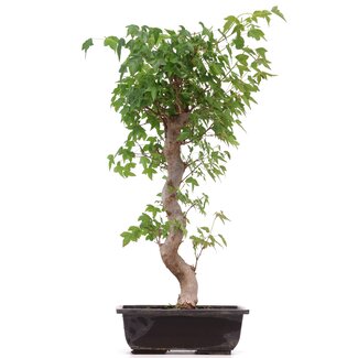 Acer buergerianum, 49 cm, ± 12 Jahre alt