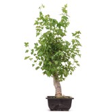 Acer buergerianum, 39 cm, ± 12 jaar oud