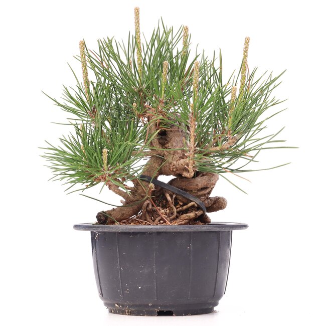 Pinus thunbergii, 13 cm, ± 18 jaar oud