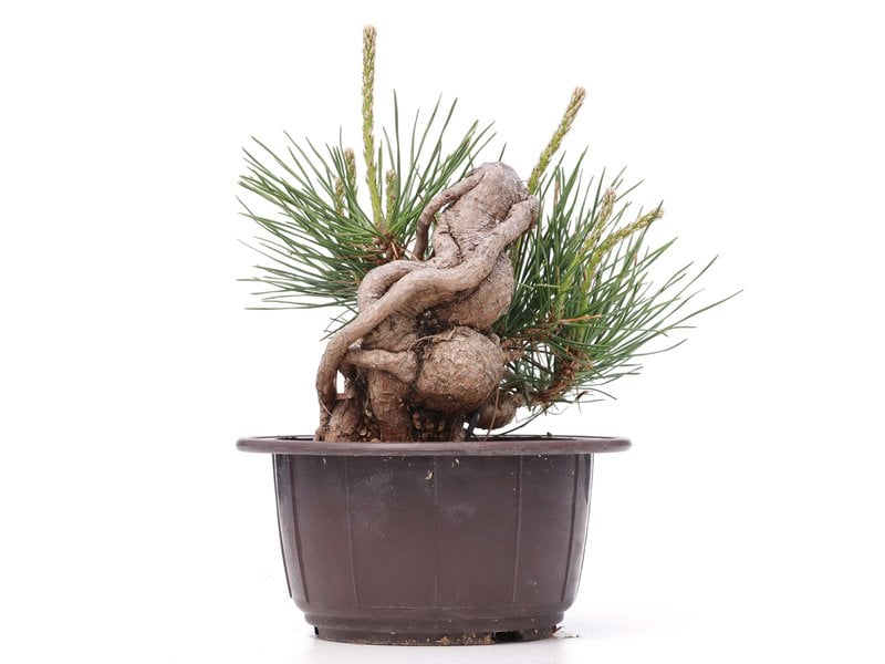 Pinus thunbergii, 12 cm, ± 18 jaar oud