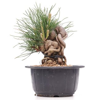 Pinus thunbergii, 13 cm, ± 18 jaar oud