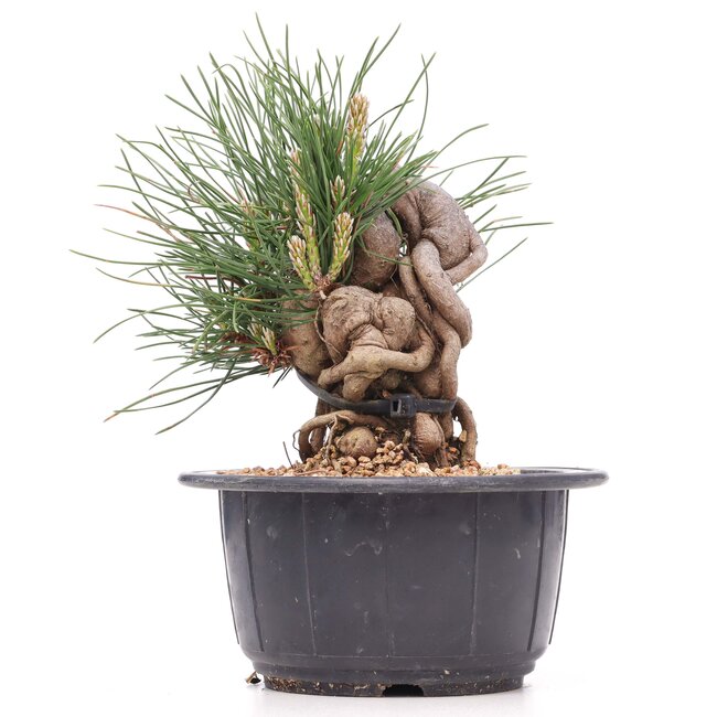 Pinus thunbergii, 13 cm, ± 18 anni