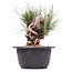 Pinus thunbergii, 13 cm, ± 18 jaar oud