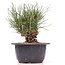 Pinus thunbergii, 13 cm, ± 18 years old
