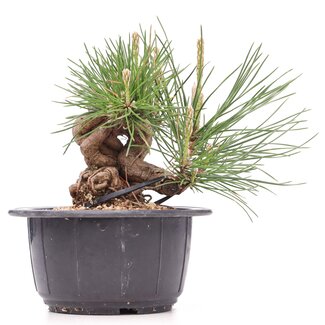 Pinus thunbergii, 11 cm, ± 18 jaar oud