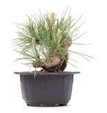 Pinus thunbergii, 11 cm, ± 18 jaar oud