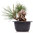 Pinus thunbergii, 11 cm, ± 18 Jahre alt