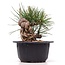 Pinus thunbergii, 11 cm, ± 18 Jahre alt