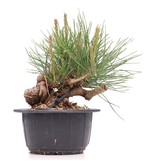Pinus thunbergii, 13 cm, ± 18 jaar oud