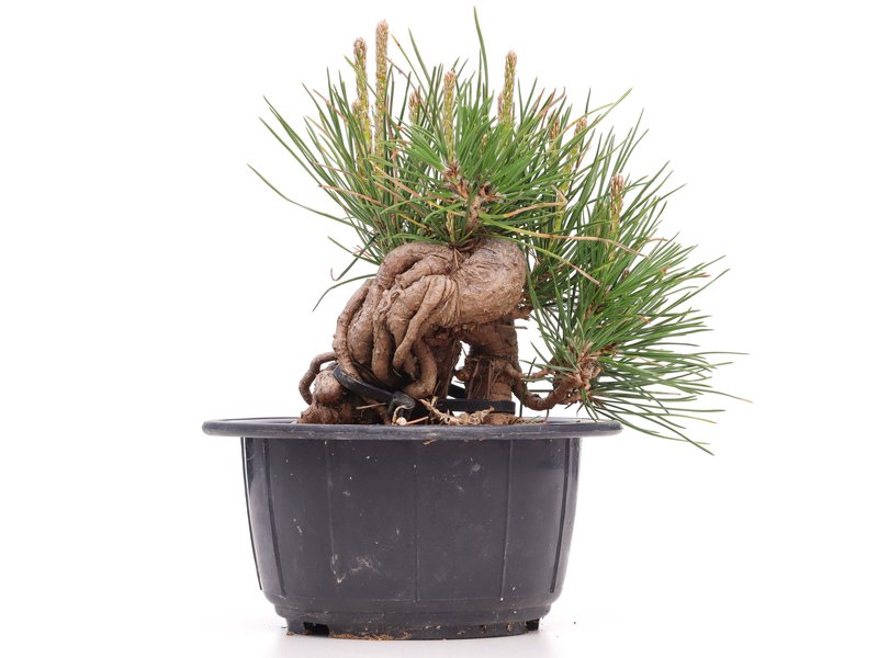 Pinus thunbergii, 11 cm, ± 18 jaar oud