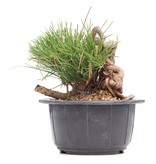 Pinus thunbergii, 10 cm, ± 18 jaar oud
