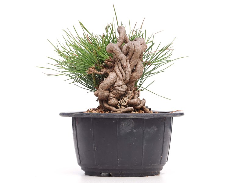 Pinus thunbergii, 10 cm, ± 18 Jahre alt