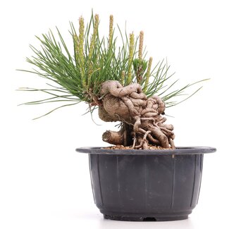 Pinus thunbergii, 11 cm, ± 18 Jahre alt