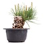 Pinus thunbergii, 11 cm, ± 18 Jahre alt