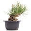 Pinus thunbergii, 11 cm, ± 18 Jahre alt