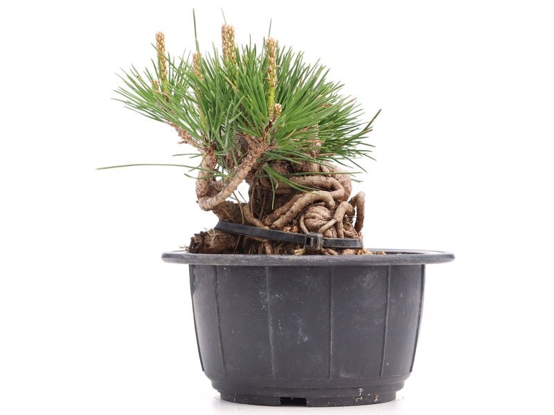 Pinus thunbergii, 10 cm, ± 18 Jahre alt
