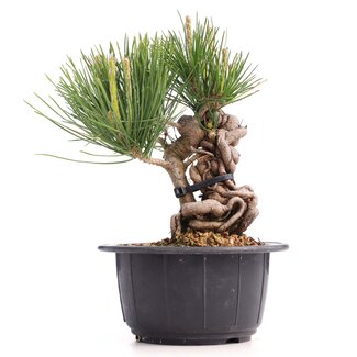 Pinus thunbergii, 16 cm, ± 18 años