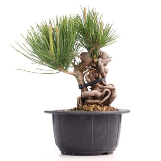 Pinus thunbergii, 16 cm, ± 18 Jahre alt