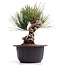 Pinus thunbergii, 16 cm, ± 18 jaar oud