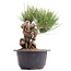 Pinus thunbergii, 16 cm, ± 18 Jahre alt