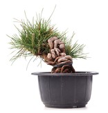 Pinus thunbergii, 12 cm, ± 18 Jahre alt