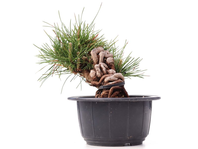 Pinus thunbergii, 12 cm, ± 18 jaar oud