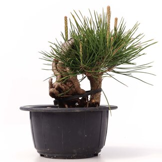 Pinus thunbergii, 14 cm, ± 18 jaar oud