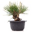 Pinus thunbergii, 14 cm, ± 18 jaar oud