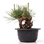 Pinus thunbergii, 14 cm, ± 18 Jahre alt