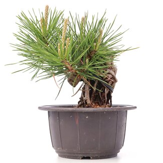 Pinus thunbergii, 14 cm, ± 18 jaar oud