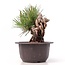 Pinus thunbergii, 14 cm, ± 18 Jahre alt