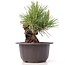 Pinus thunbergii, 14 cm, ± 18 anni