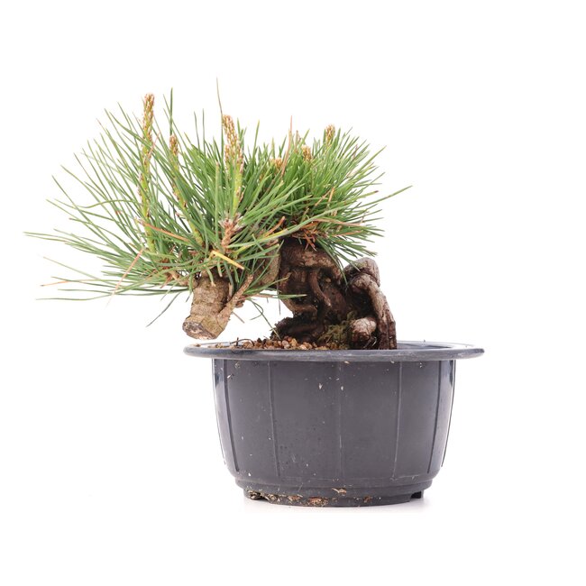 Pinus thunbergii, 10 cm, ± 18 jaar oud