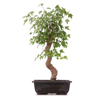 Acer buergerianum, 40 cm, ± 12 años